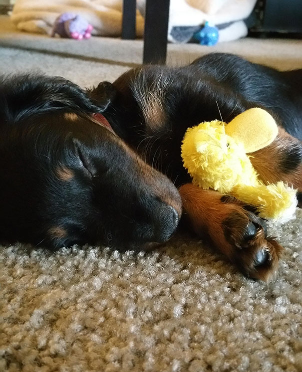 He Won't Go To Sleep Without His Duck