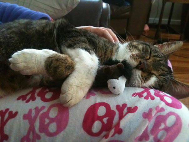 We Gave Our Cat A Toy Horse And Now He Sleeps With It