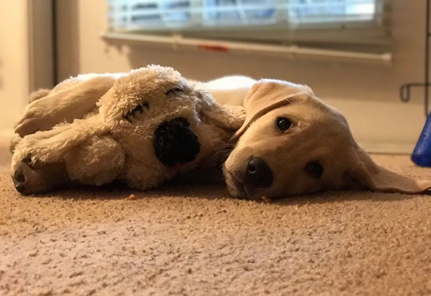 He Never Sleeps Without His Buddy