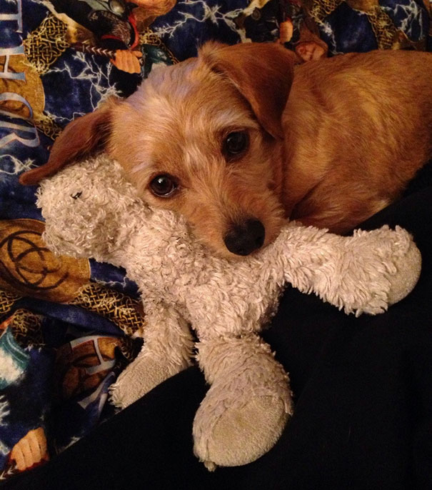 My Dog Came With A Teddy Bear She Had When She Was Puppy And 3 Years Later Still Cuddles With It
