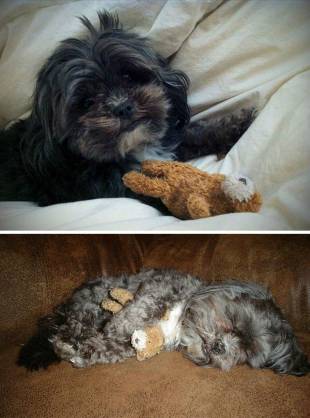 It's Old And Ragged And Has Seen Better Days But It's Her Favorite Toy