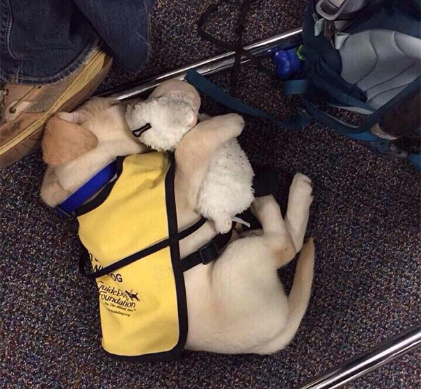 Guide Dog Puppy With His Teddy Bear