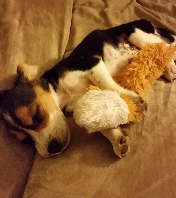 My Puppy With Her Favorite Dismembered Tail