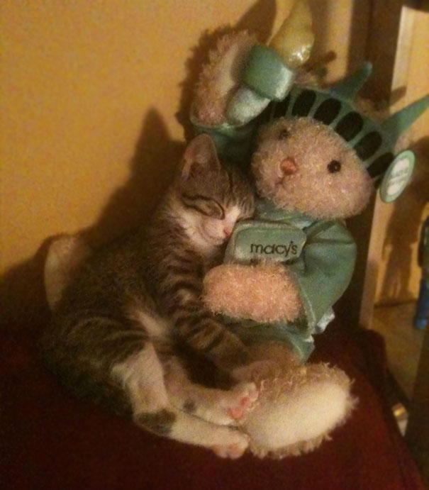 My Roommate's Kitten, On Her First Day With Us