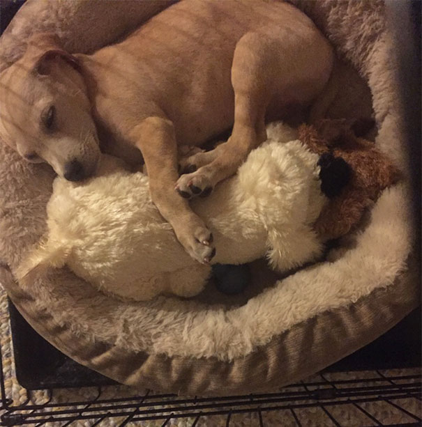 My Sister Got Her New Puppy A Stuffed Dog That Has A Heartbeat. He Started Playing With It And Suddenly Heard The Heartbeat, Stopped, And Snuggled Up To It And Fell Asleep