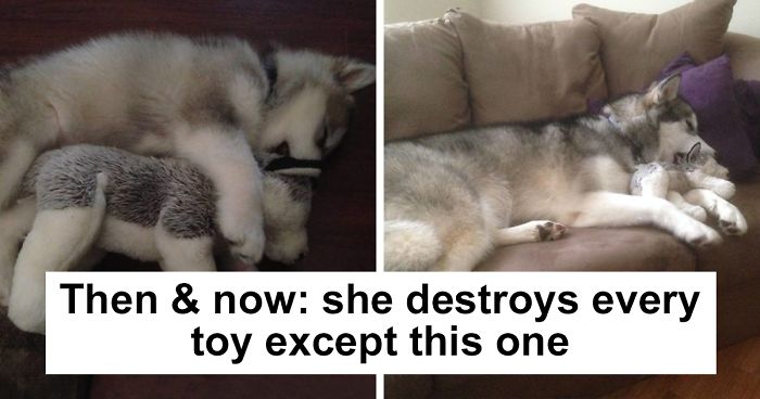 These 201 Pictures Of Adorable Pets Sleeping With Toys Will Be Too Much Cuteness For You To Take