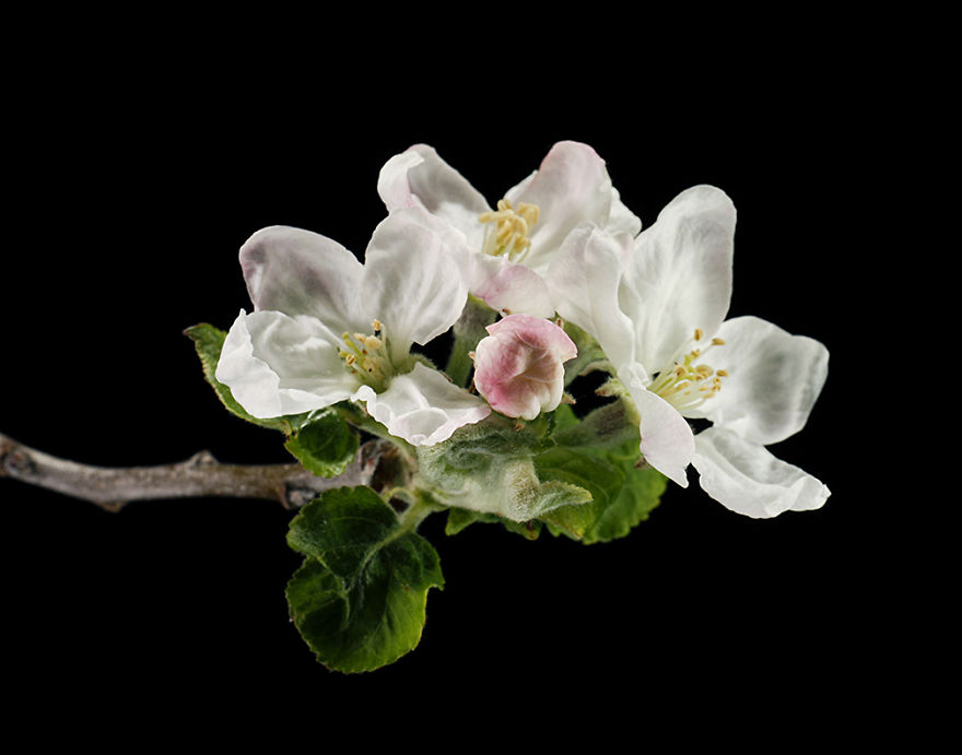 My Backyard Botany Project