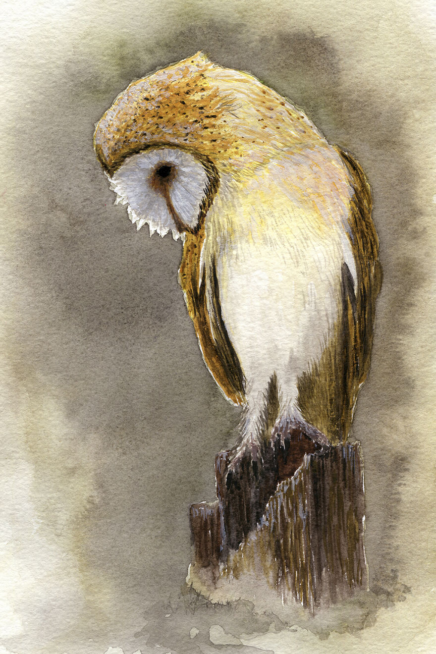 New Animals At Watercolour Zoo