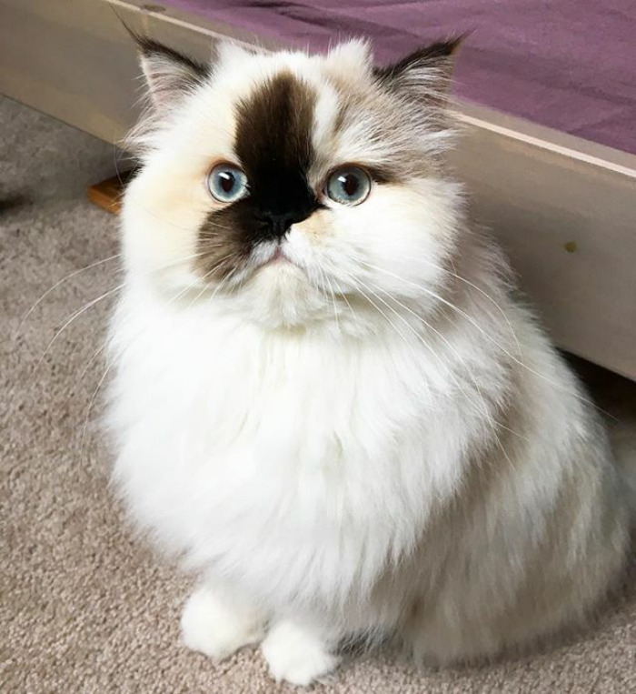 Atten-hut! Ready And Reporting For Snack Duty