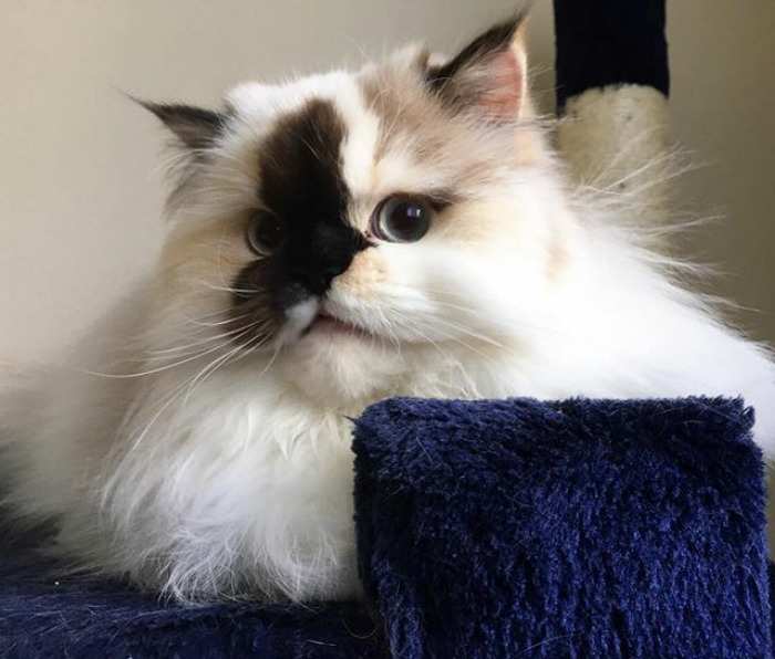 👀 Noo The Hooman Caught Me Making A Run For The Treats!