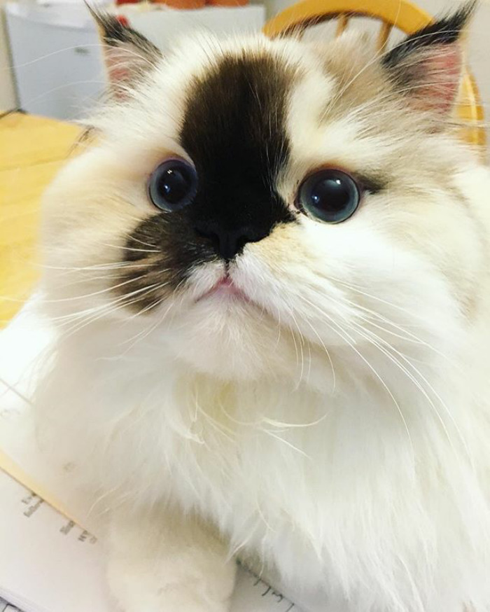 Yummy! Can I Has? 🍦😋