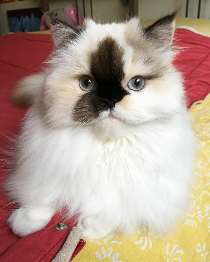 Please, Have A Seat. We Need To Have A Talk About My Snack Schedule 🐟