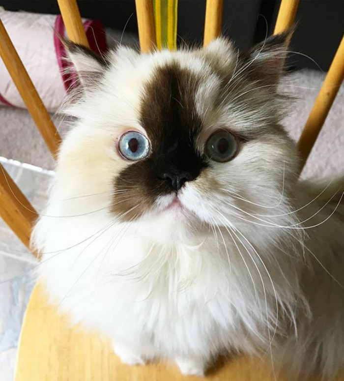 Ma Lookie My Whiskers!