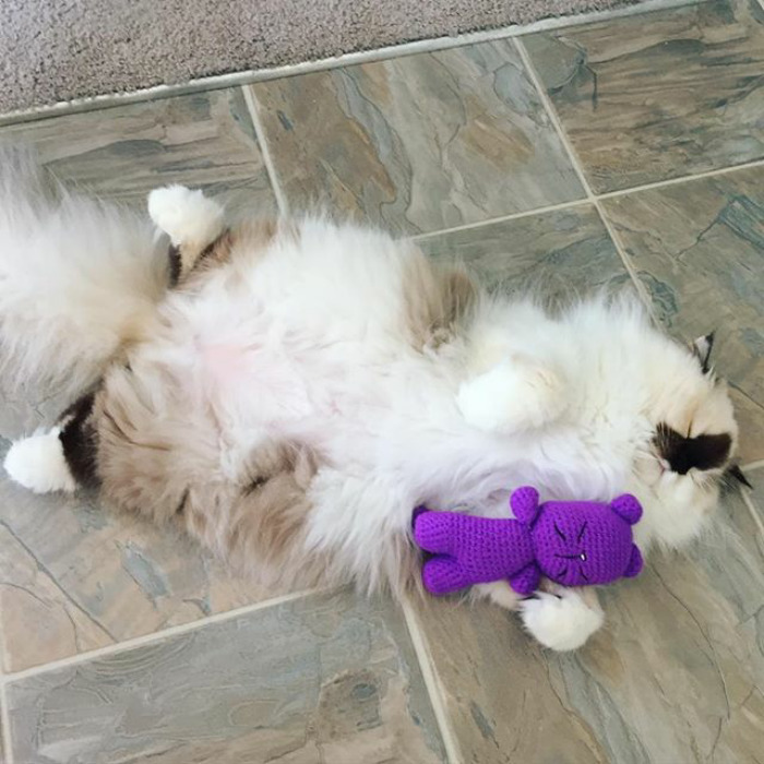 The Hoomans Seem To Be Packing Their Lives Into Boxes 📦🤔i'll Just Be Here Snoozing Away With My Furriend😴