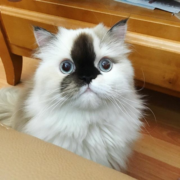 Soo Jojo Picked Jordan? 🙄