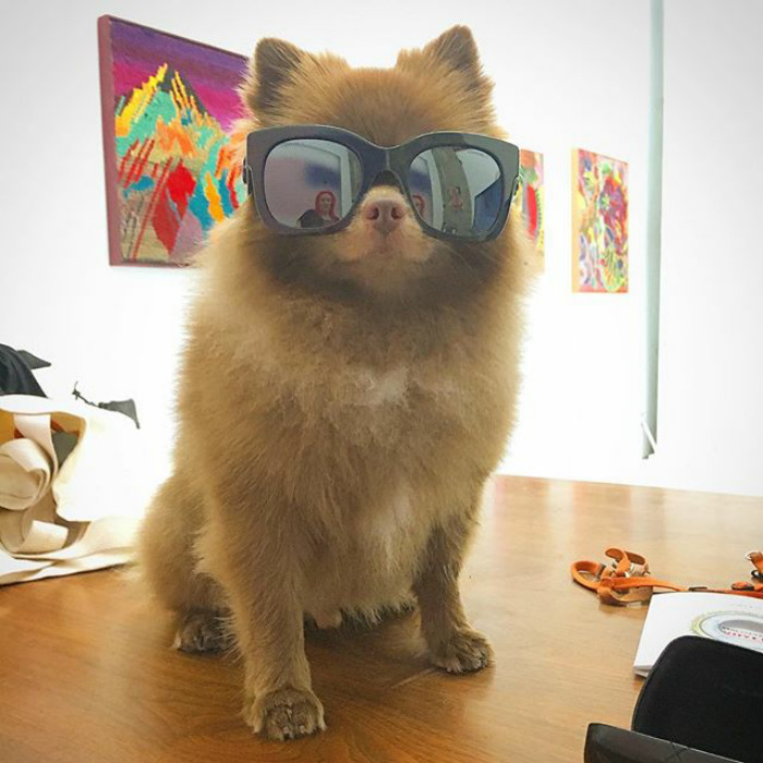 "Bear" Dumped By A Breeder Gets A Job At An Art Gallery