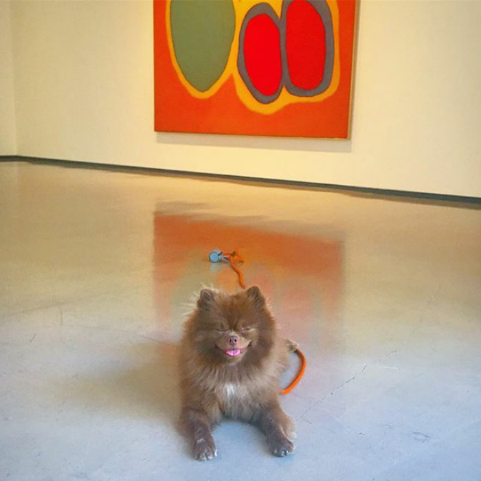 "Bear" Dumped By A Breeder Gets A Job At An Art Gallery