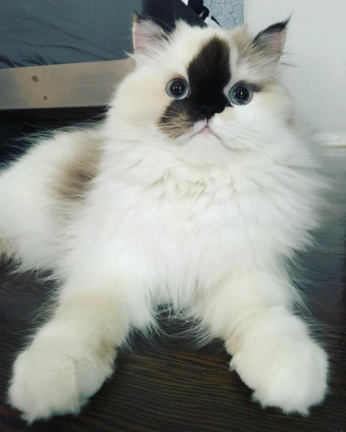 How's My Fluff Looking Today?