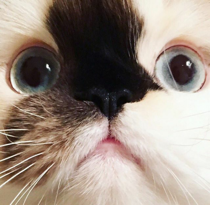 For Those Of You Who Don't Think I Have A Nose, Here's Proof It Exists! 😁