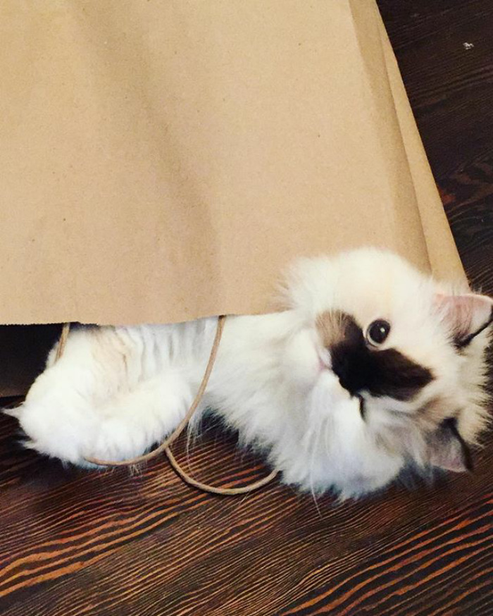 When You Get A New Purse And Just Want To Wear It Always 👝