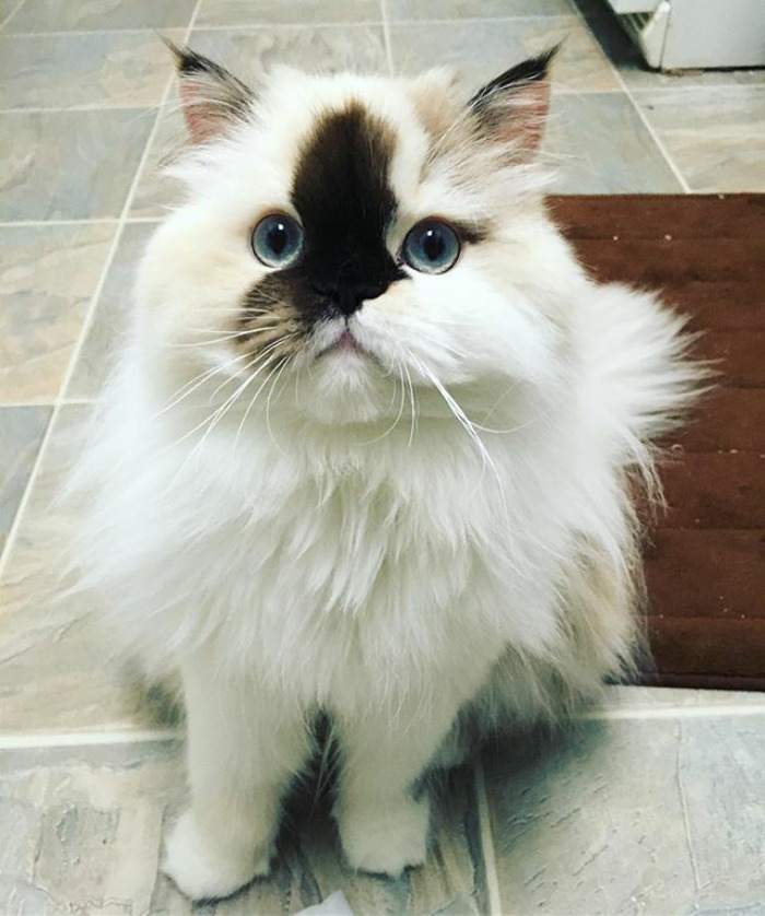 The Shnacks, The Shnacks, Drop The Shnacks!! 🐟🐟🐟