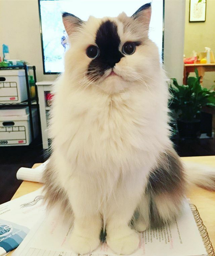 You're Watching Tv? 📺 I'll Just Sit Here Patiently In Front Of The Tv Until You Play With Me