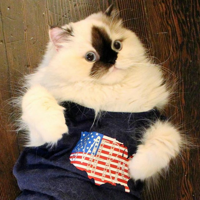 Has You Voted Yet? 🤔 🇺🇸🇺🇸📬 Get Out There And Exercise Your Right To Vote!