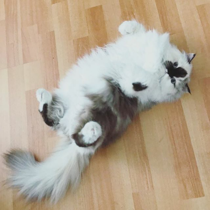 What Does A Girl Have To Do To Get Some Attention Around Here? 👑 🙋🏼