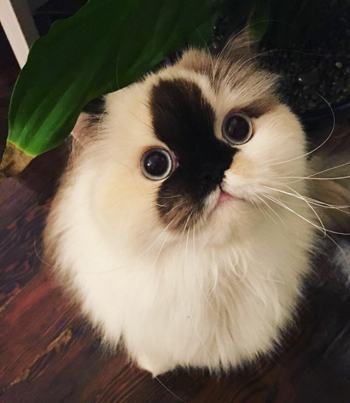 Unsuccessfully Hiding From The End Of Thanksgiving Weekend 🍃🌿🦃