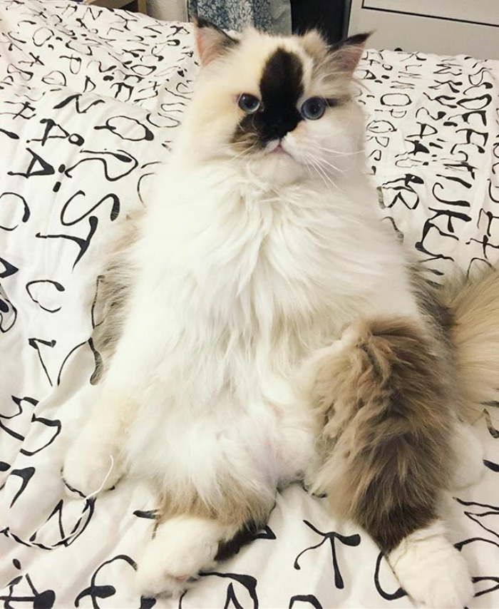 When You've Eaten Way Too Much And Are On The Verge Of A Major Snoozefest