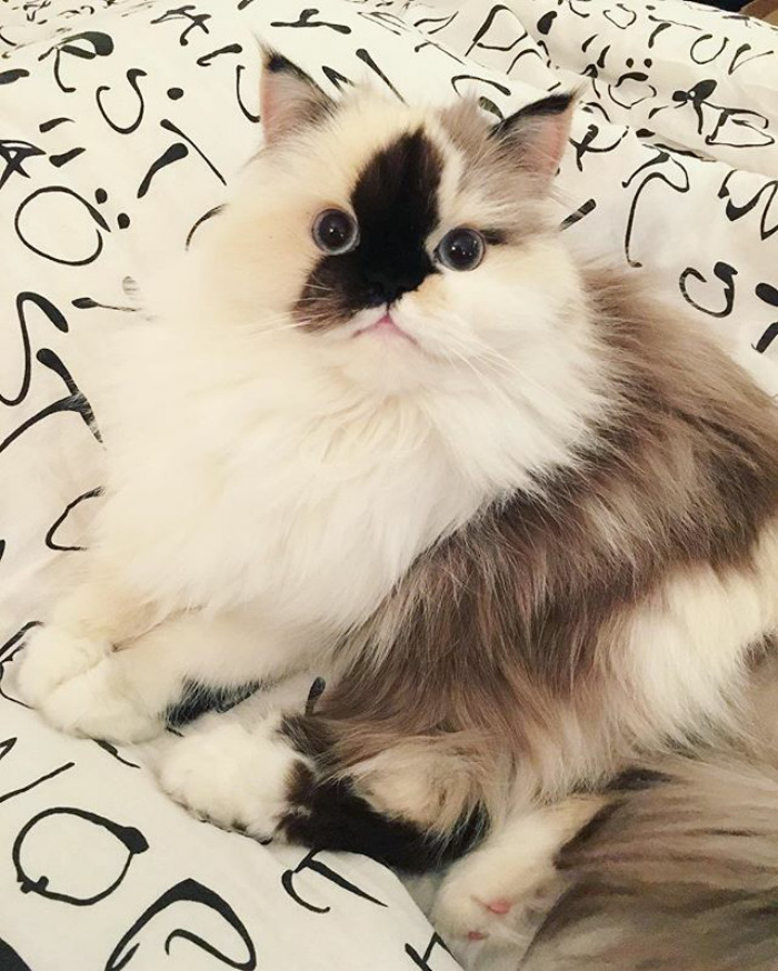 Goodnight Every Pawdy! Thank You For Those Of You Who Joined My First Live Instagram Tonight. See You Guys Next Time! ❤️