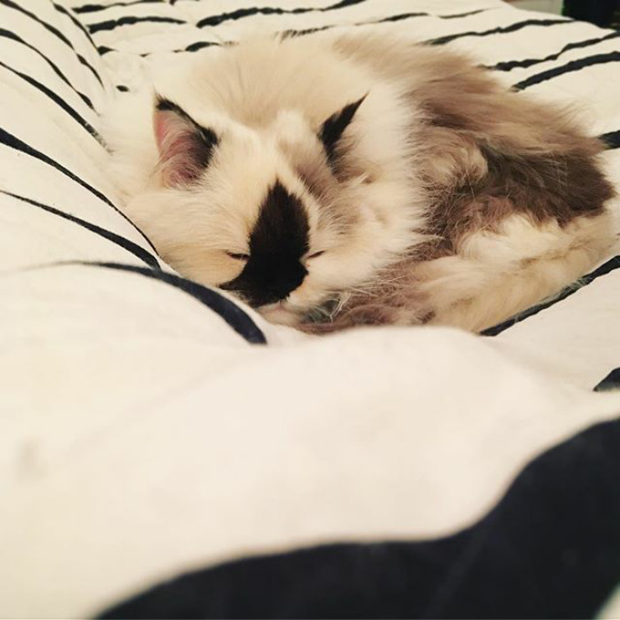 Just Basking In Snoozes Through The End Of The Year 😴😴😴