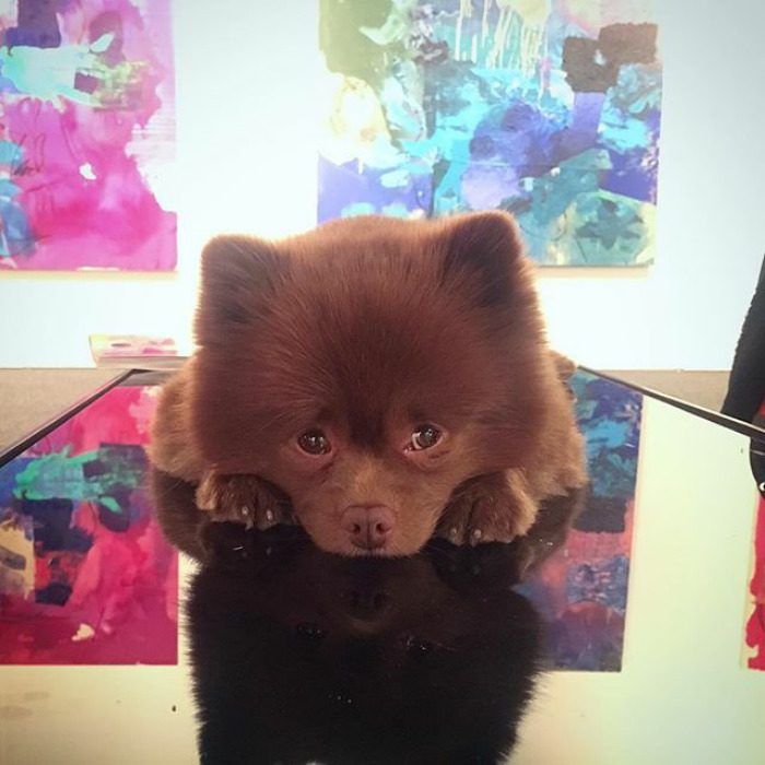 "Bear" Dumped By A Breeder Gets A Job At An Art Gallery