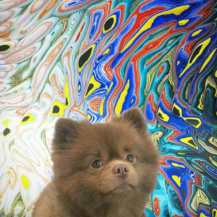 "Bear" Dumped By A Breeder Gets A Job At An Art Gallery