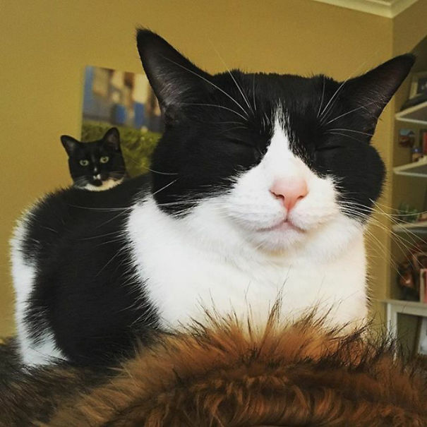 Funny Cat Photobombs