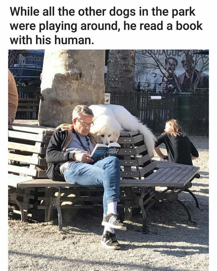 A man reads a book on a park bench with a fluffy dog resting its head on his shoulder, happy animal meme.