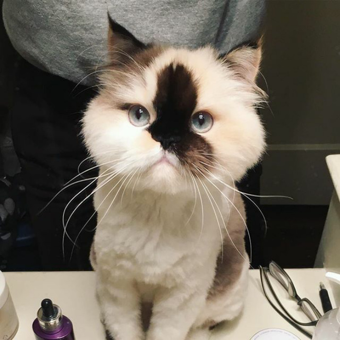 Meet My Arch Nemesis: Scar 😈