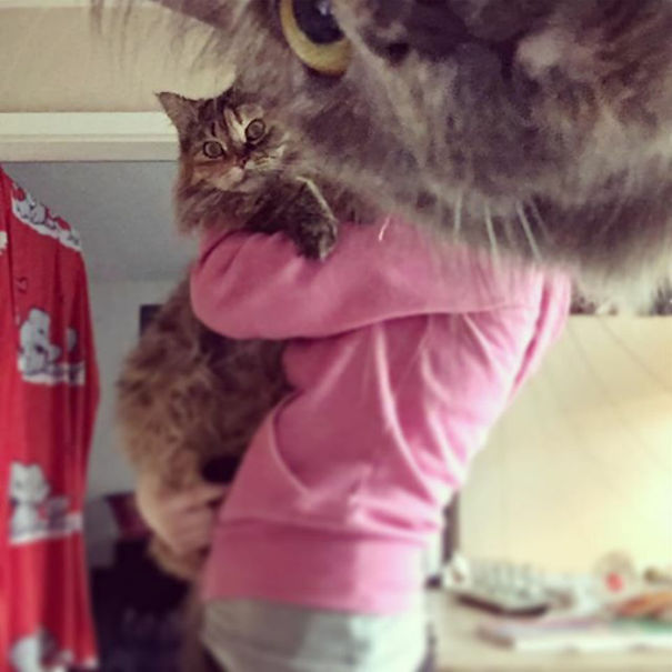 Funny Cat Photobombs