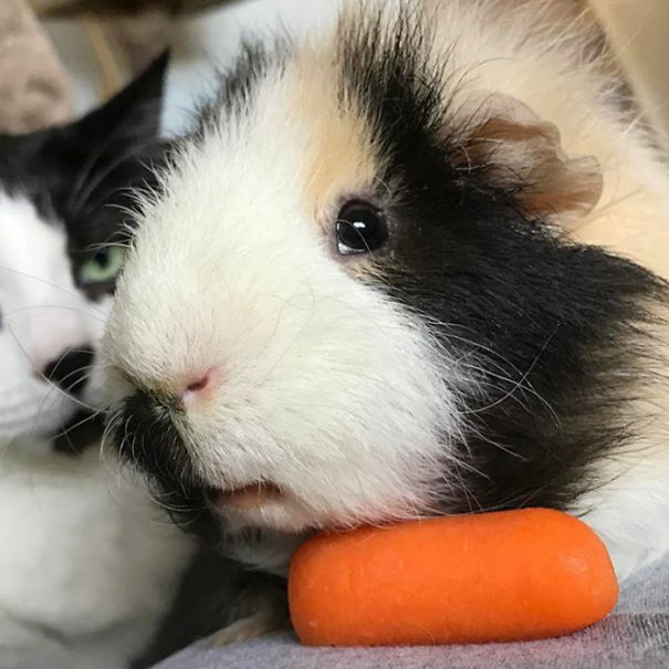 Funny Cat Photobombs