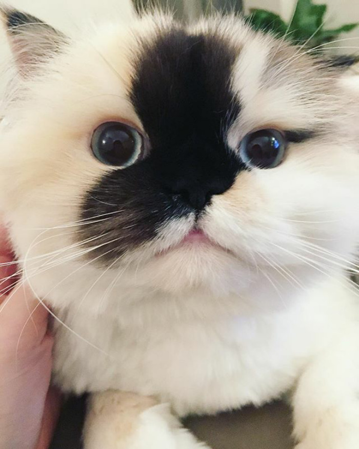 Did Someone Say Shnacks? No? Right, Well Back To Bed Then 😴