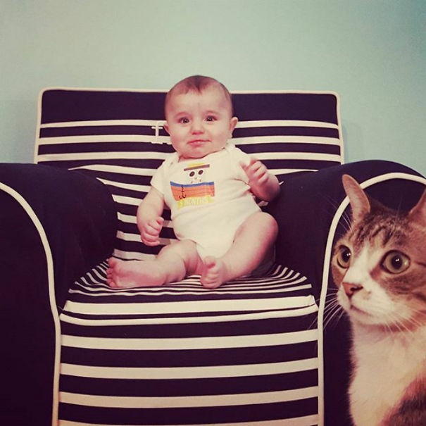 Funny Cat Photobombs