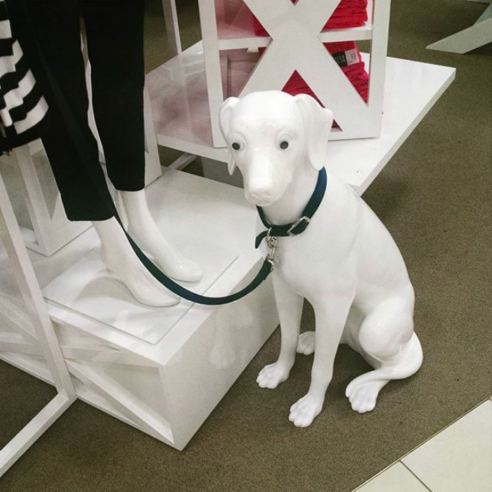 That Dog Was Asking For It