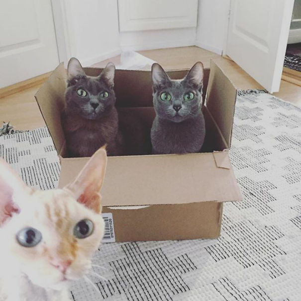 Funny Cat Photobombs