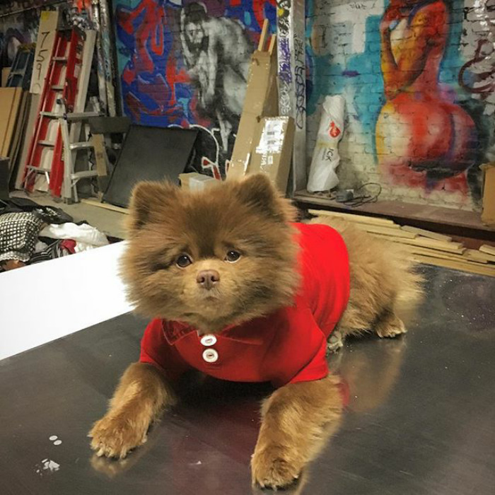 "Bear" Dumped By A Breeder Gets A Job At An Art Gallery "Bear" Dumped By A Breeder Gets A Job At An Art Gallery