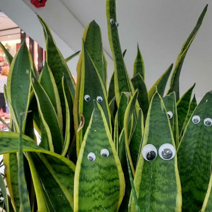 Got A Feeling Someone Was Watching Me. Time To Leaf