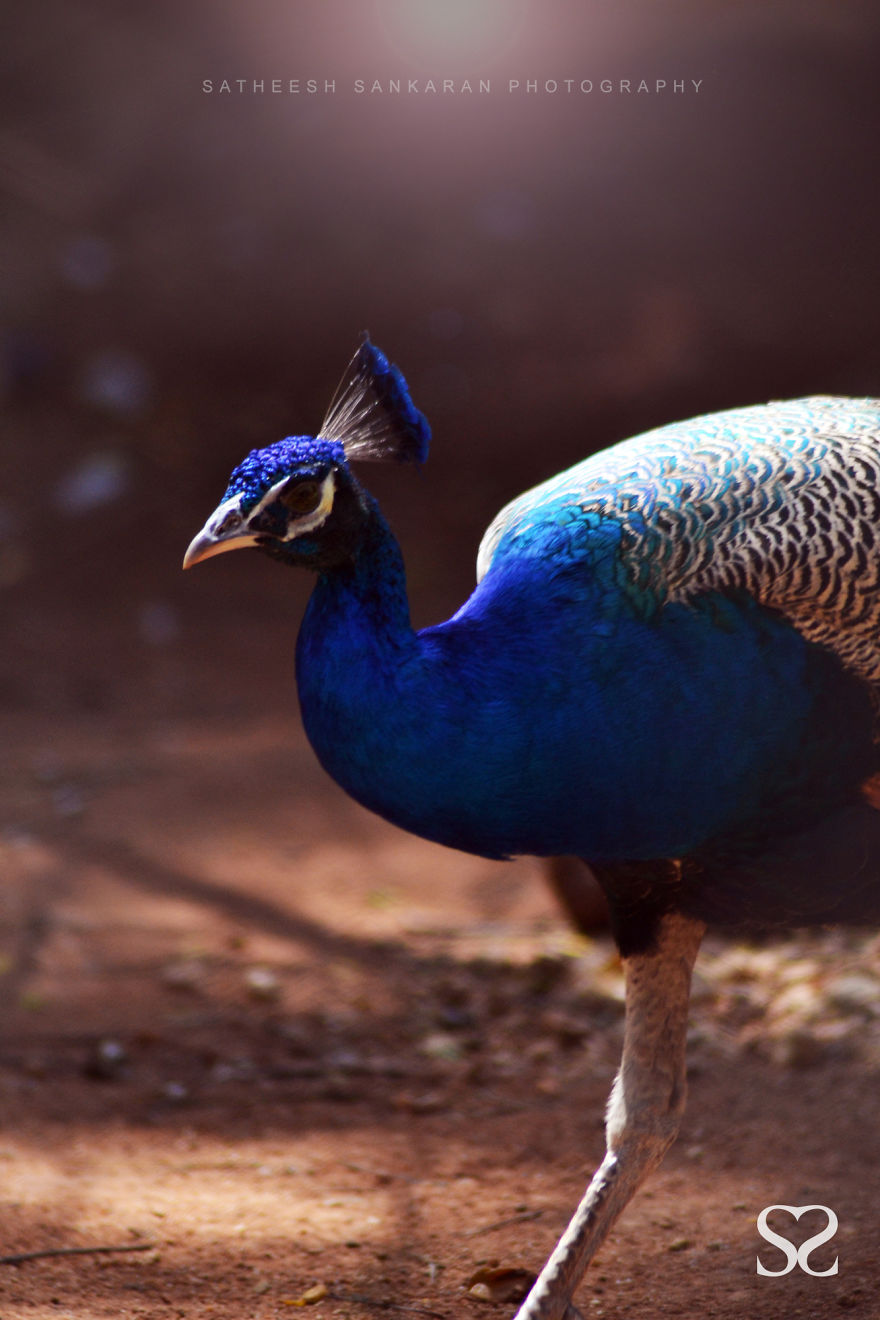 Indian Peacock