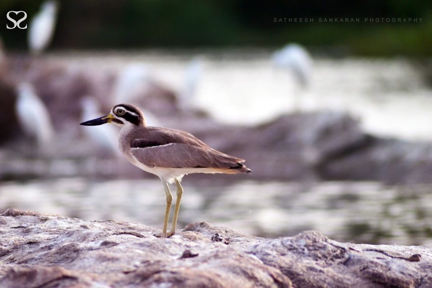 Great Stone-Curlew Or Great Thick-Knee (Esacus Recurvirostris)
