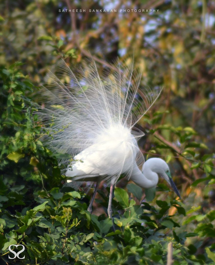 Intermediate Egret In Breeding Plumage