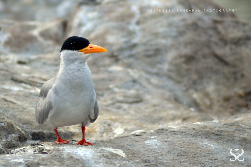 Indian River Tern Or Just River Tern (Sterna Aurantia)
