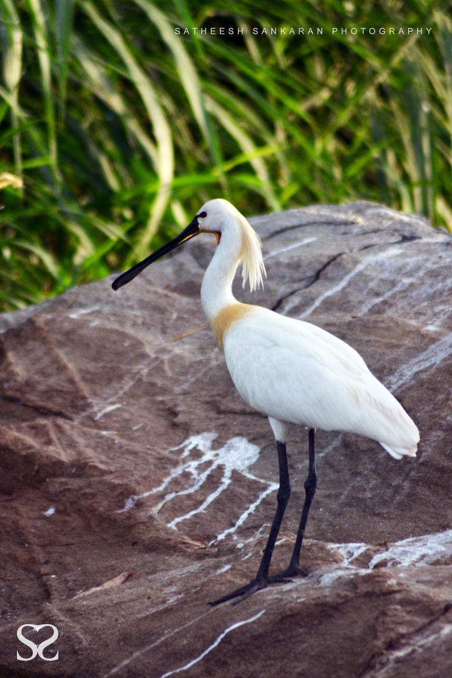 Eurasian Spoonbill Or Common Spoonbill (Platalea Leucorodia)
